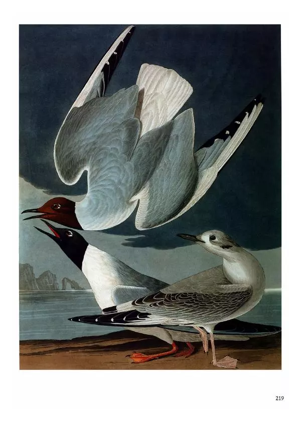 Джон Одюбон - Птицы Америки - Страница № 220