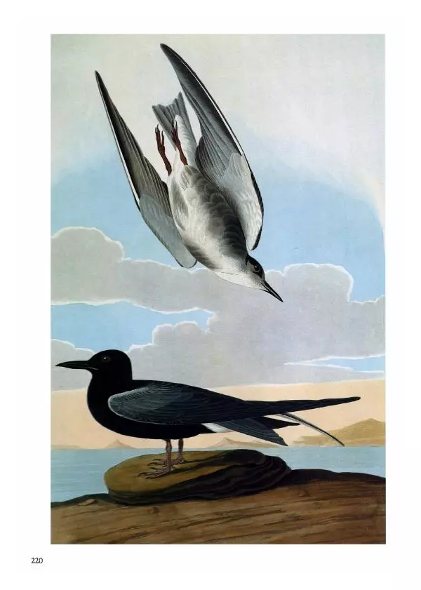 Джон Одюбон - Птицы Америки - Страница № 221