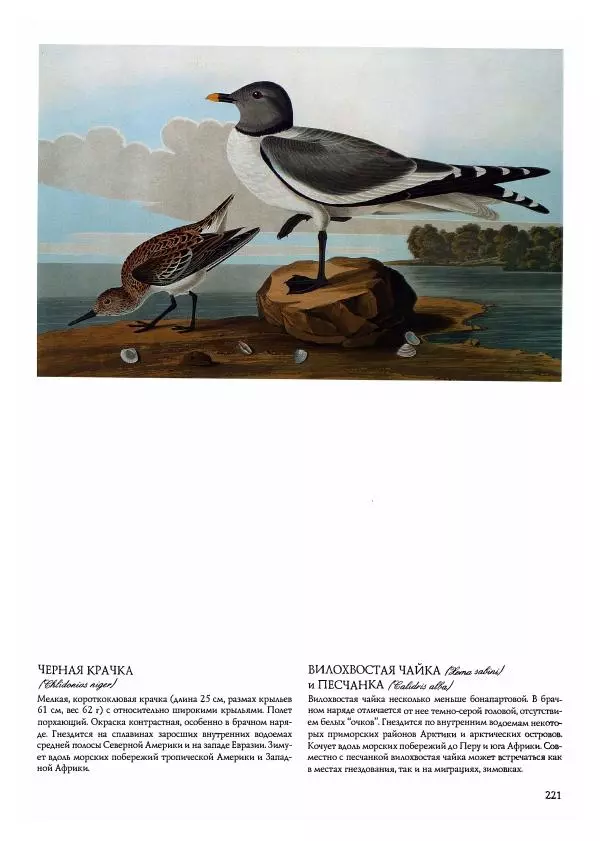 Джон Одюбон - Птицы Америки - Страница № 222