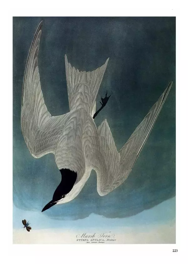 Джон Одюбон - Птицы Америки - Страница № 224