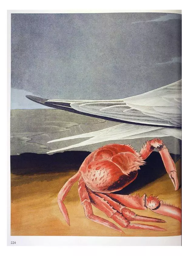 Джон Одюбон - Птицы Америки - Страница № 225