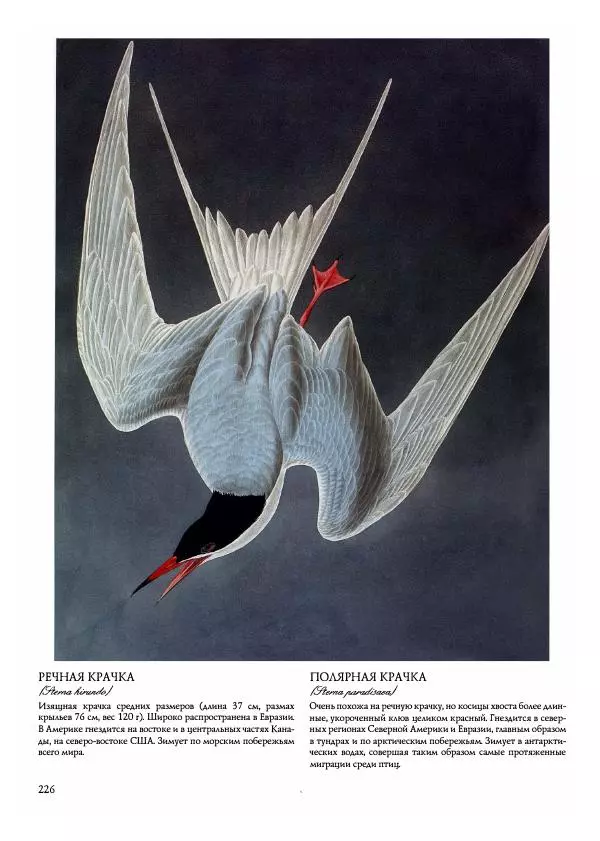 Джон Одюбон - Птицы Америки - Страница № 227