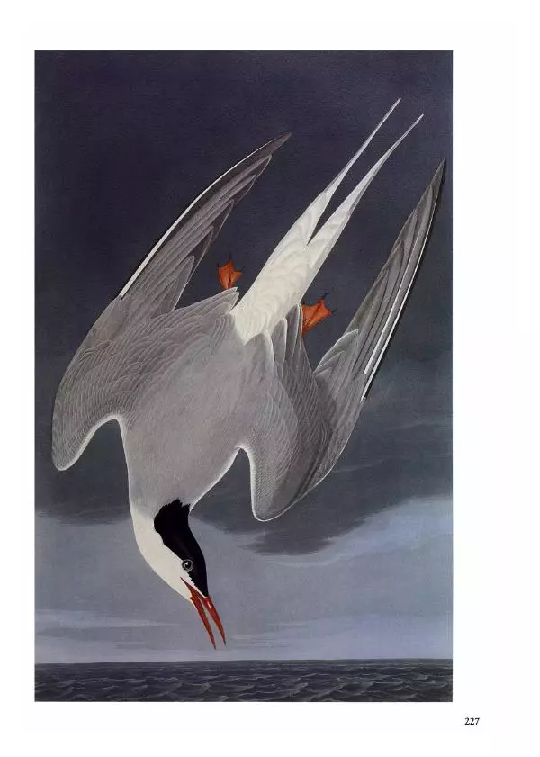 Джон Одюбон - Птицы Америки - Страница № 228