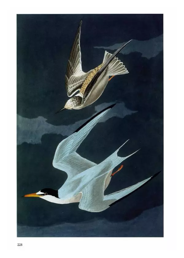 Джон Одюбон - Птицы Америки - Страница № 229