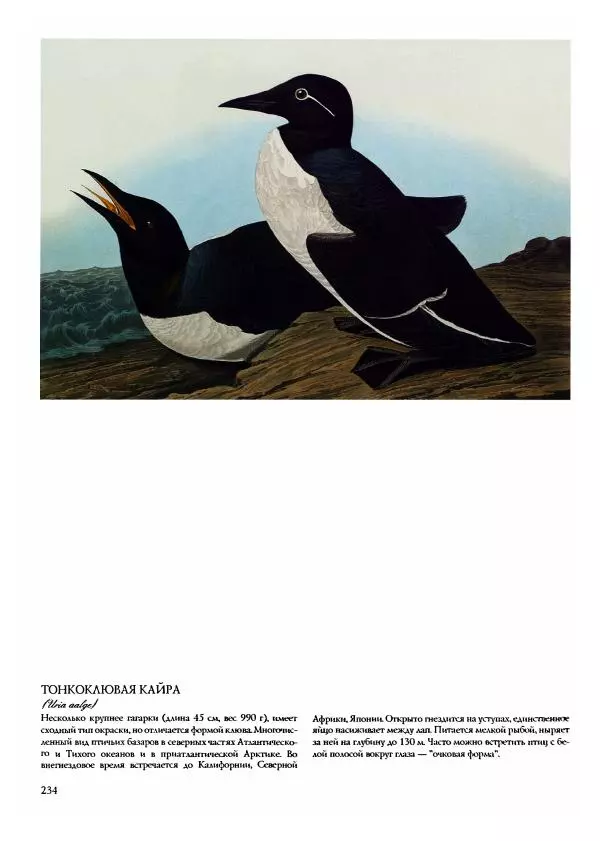 Джон Одюбон - Птицы Америки - Страница № 235