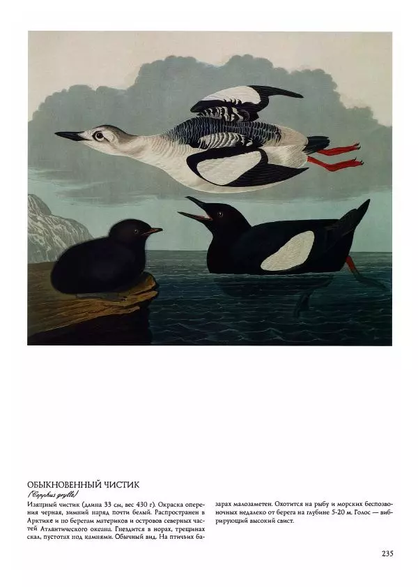 Джон Одюбон - Птицы Америки - Страница № 236