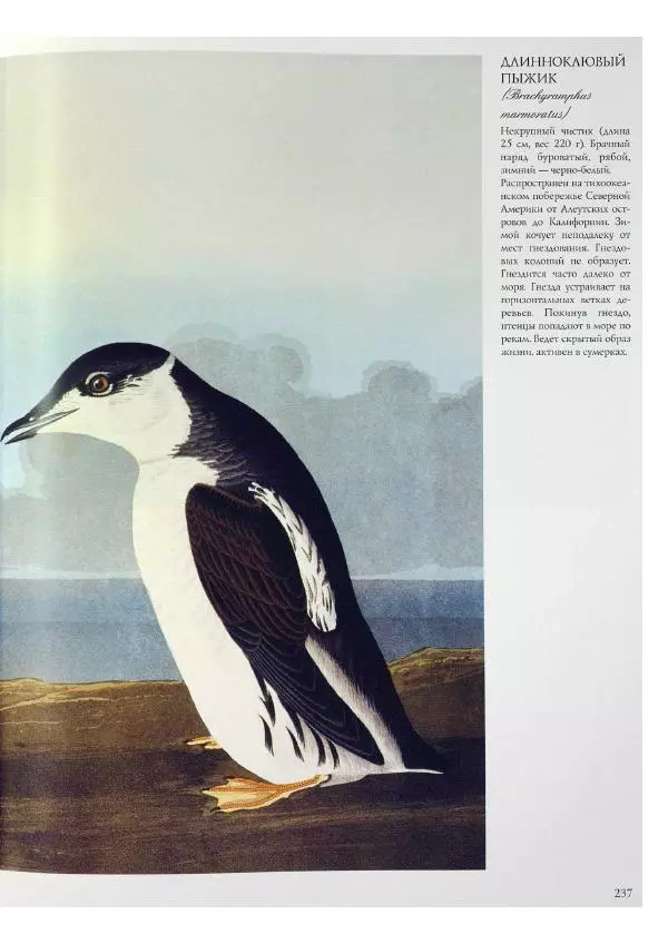Джон Одюбон - Птицы Америки - Страница № 238