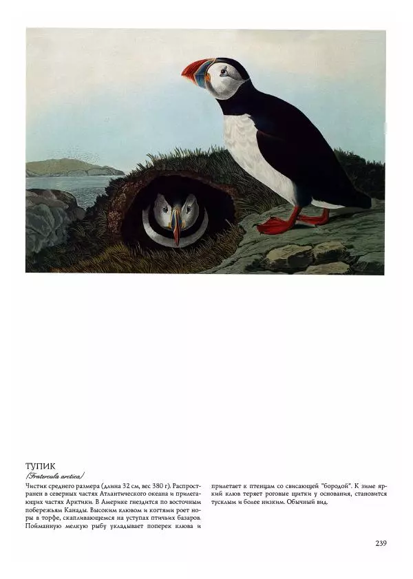 Джон Одюбон - Птицы Америки - Страница № 240