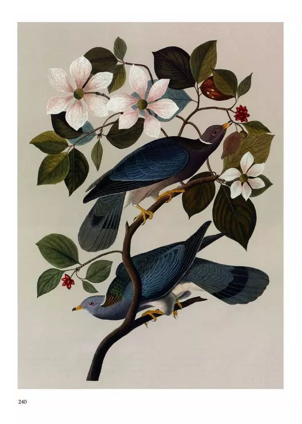 Джон Одюбон - Птицы Америки - Страница № 241