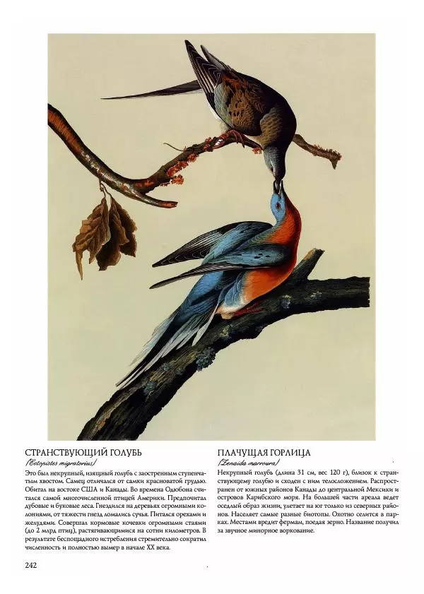 Джон Одюбон - Птицы Америки - Страница № 243