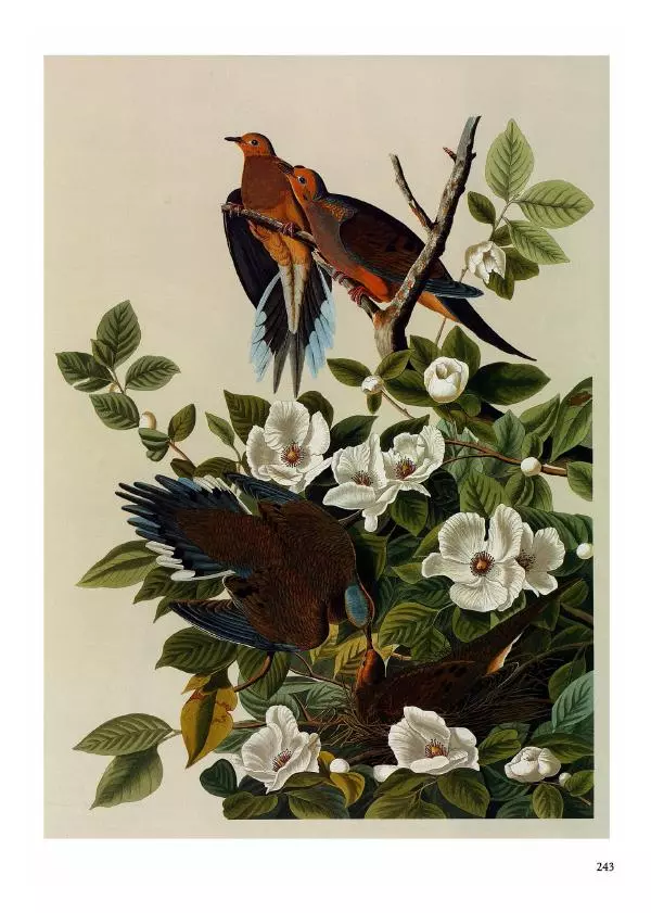 Джон Одюбон - Птицы Америки - Страница № 244