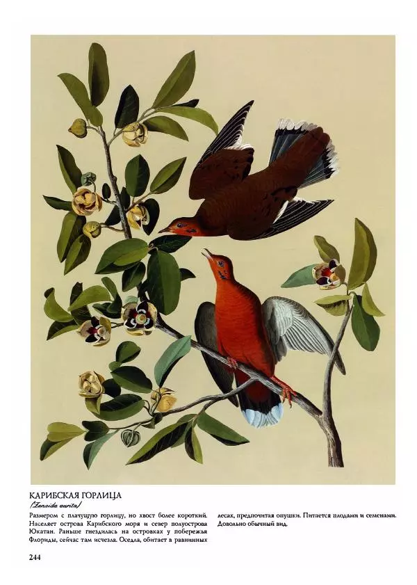 Джон Одюбон - Птицы Америки - Страница № 245