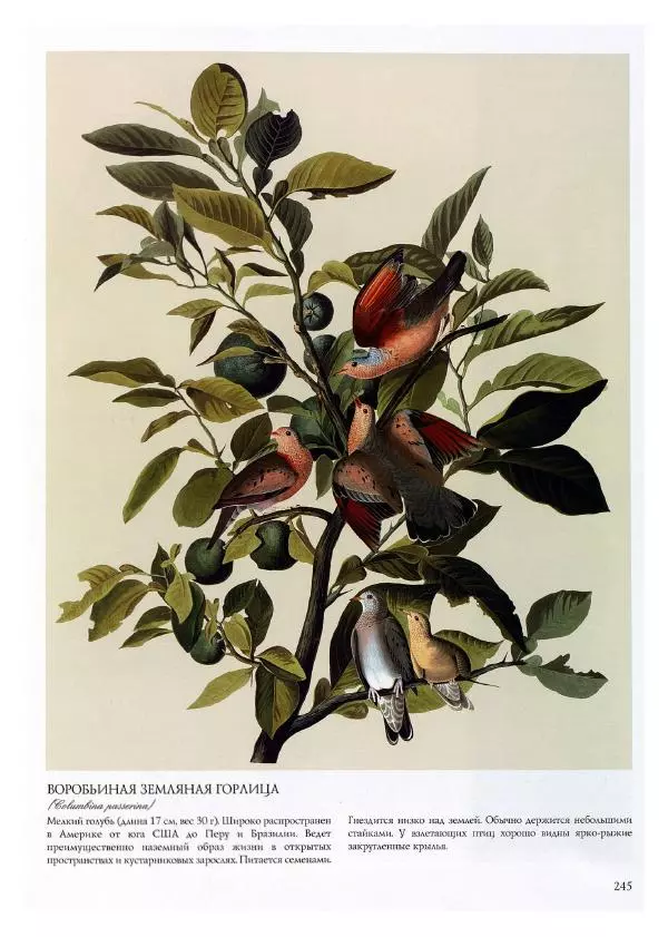Джон Одюбон - Птицы Америки - Страница № 246