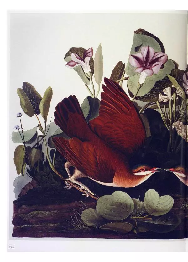 Джон Одюбон - Птицы Америки - Страница № 247