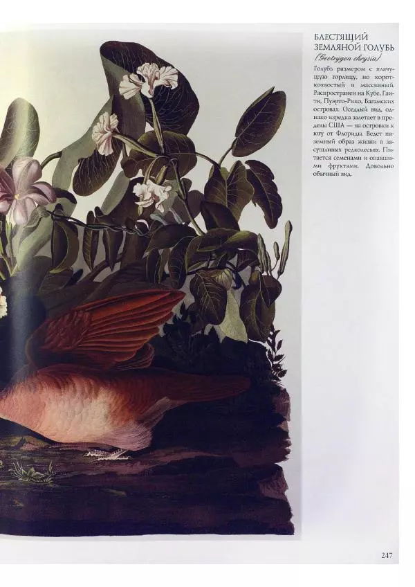 Джон Одюбон - Птицы Америки - Страница № 248