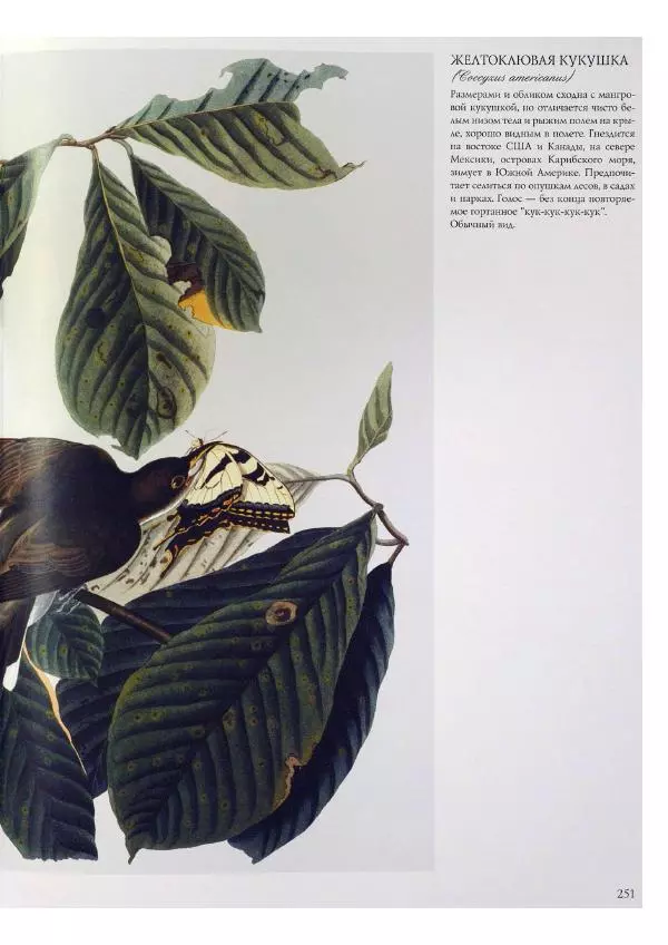 Джон Одюбон - Птицы Америки - Страница № 252