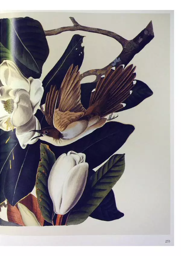 Джон Одюбон - Птицы Америки - Страница № 254