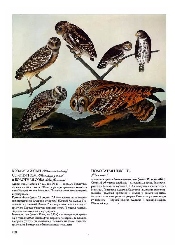 Джон Одюбон - Птицы Америки - Страница № 259