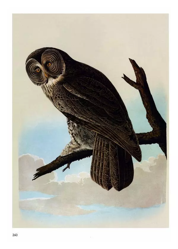 Джон Одюбон - Птицы Америки - Страница № 261
