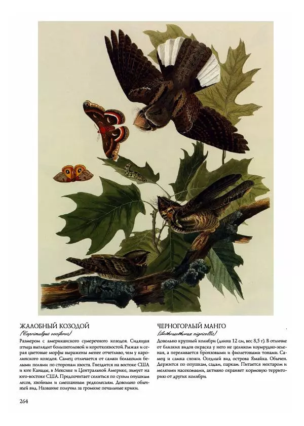Джон Одюбон - Птицы Америки - Страница № 265