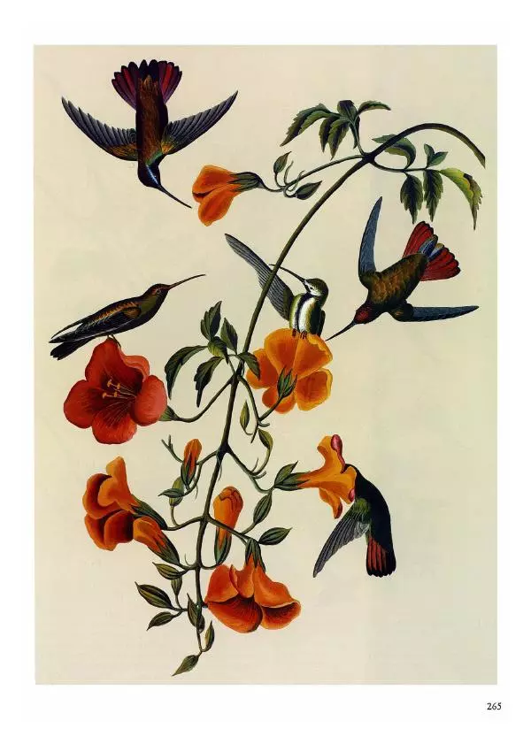 Джон Одюбон - Птицы Америки - Страница № 266