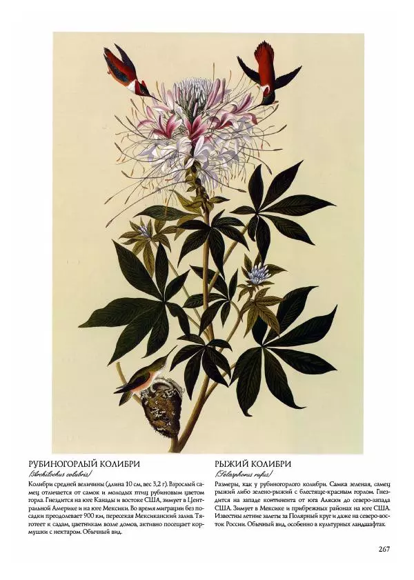 Джон Одюбон - Птицы Америки - Страница № 268