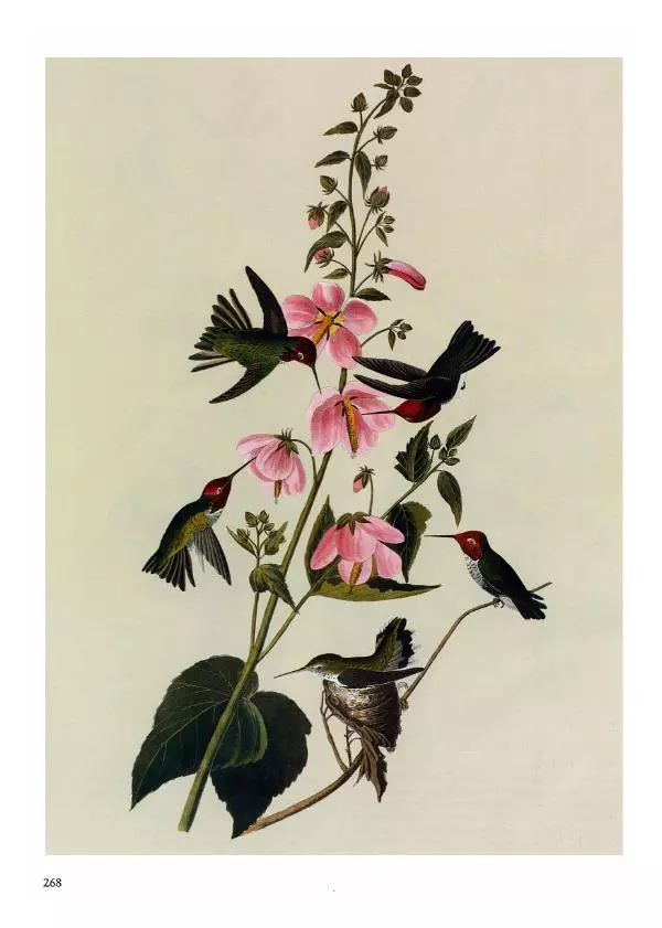 Джон Одюбон - Птицы Америки - Страница № 269