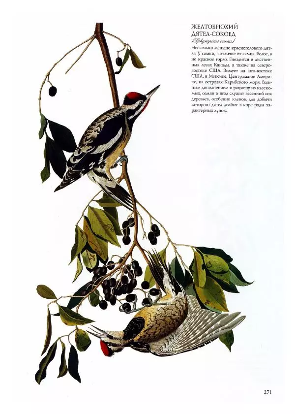 Джон Одюбон - Птицы Америки - Страница № 272