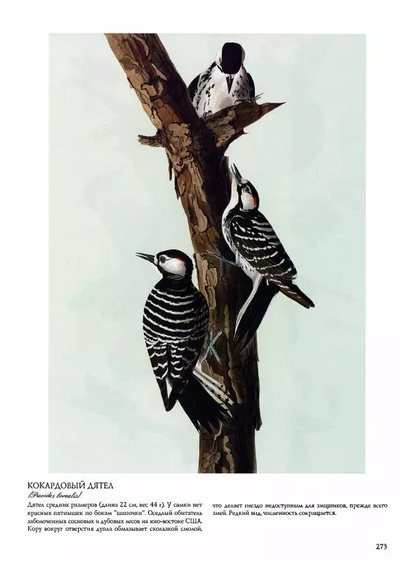 Джон Одюбон - Птицы Америки - Страница № 274