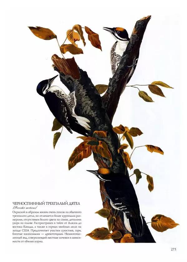 Джон Одюбон - Птицы Америки - Страница № 276