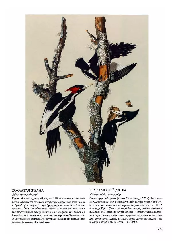 Джон Одюбон - Птицы Америки - Страница № 280