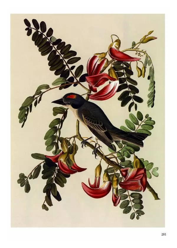 Джон Одюбон - Птицы Америки - Страница № 282