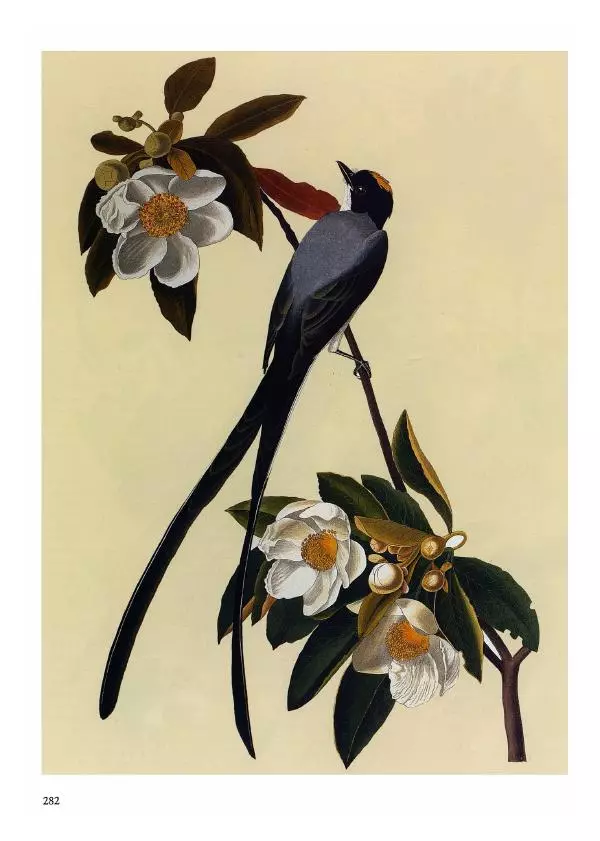 Джон Одюбон - Птицы Америки - Страница № 283