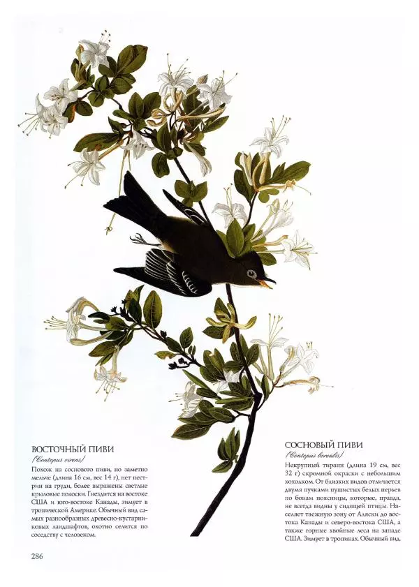 Джон Одюбон - Птицы Америки - Страница № 287