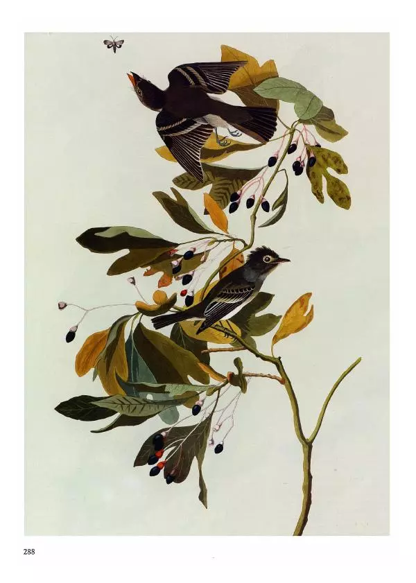 Джон Одюбон - Птицы Америки - Страница № 289