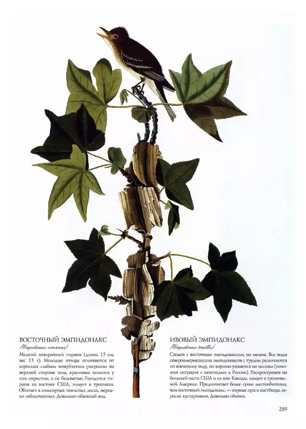 Джон Одюбон - Птицы Америки - Страница № 290