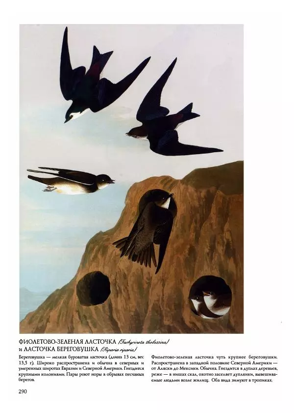 Джон Одюбон - Птицы Америки - Страница № 291