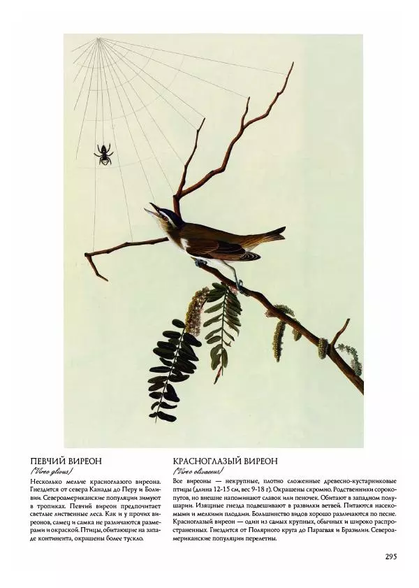 Джон Одюбон - Птицы Америки - Страница № 296