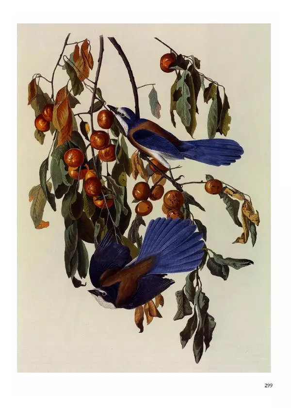 Джон Одюбон - Птицы Америки - Страница № 300