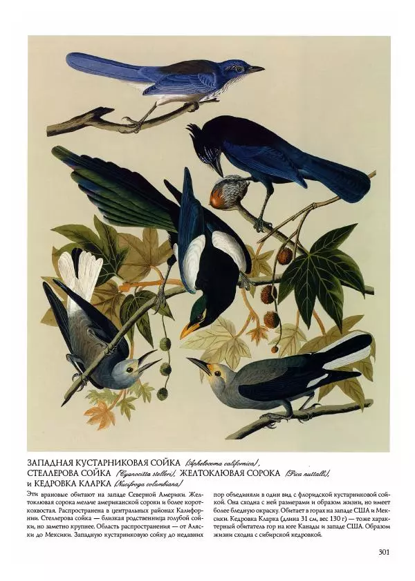 Джон Одюбон - Птицы Америки - Страница № 302