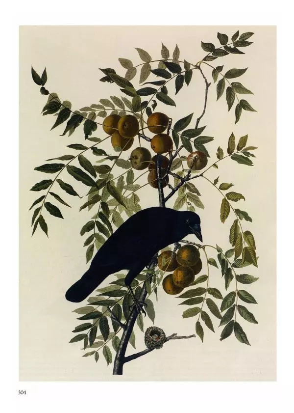 Джон Одюбон - Птицы Америки - Страница № 305