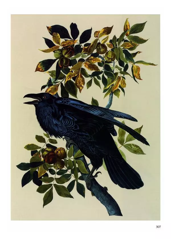 Джон Одюбон - Птицы Америки - Страница № 308