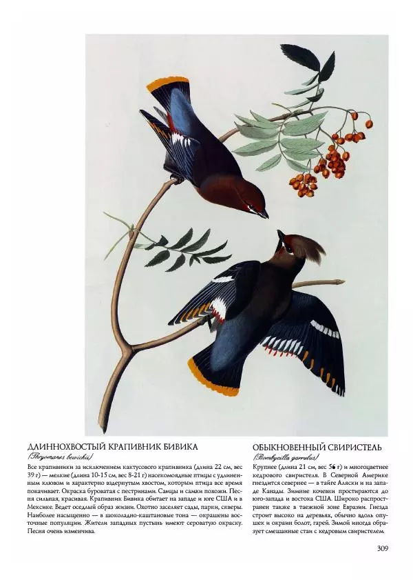 Джон Одюбон - Птицы Америки - Страница № 310