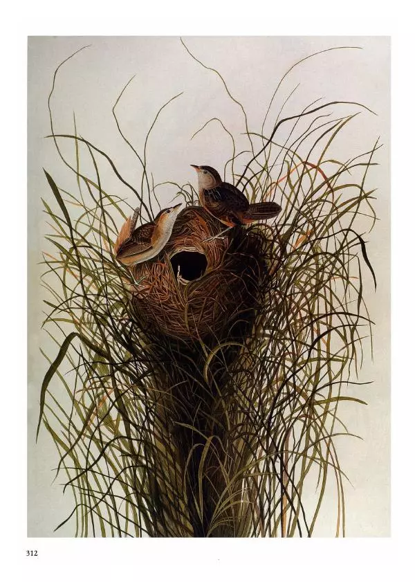 Джон Одюбон - Птицы Америки - Страница № 313