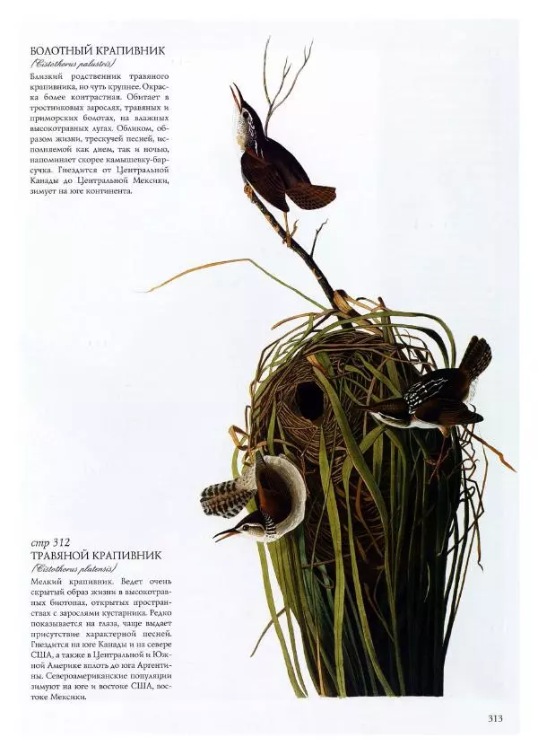 Джон Одюбон - Птицы Америки - Страница № 314