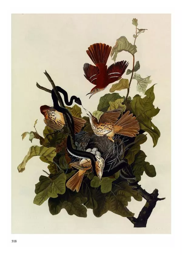Джон Одюбон - Птицы Америки - Страница № 319