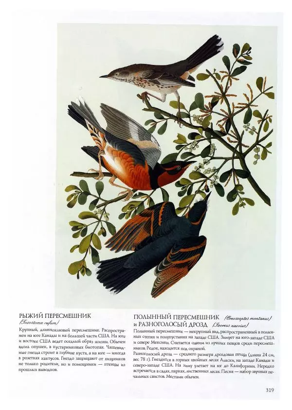 Джон Одюбон - Птицы Америки - Страница № 320