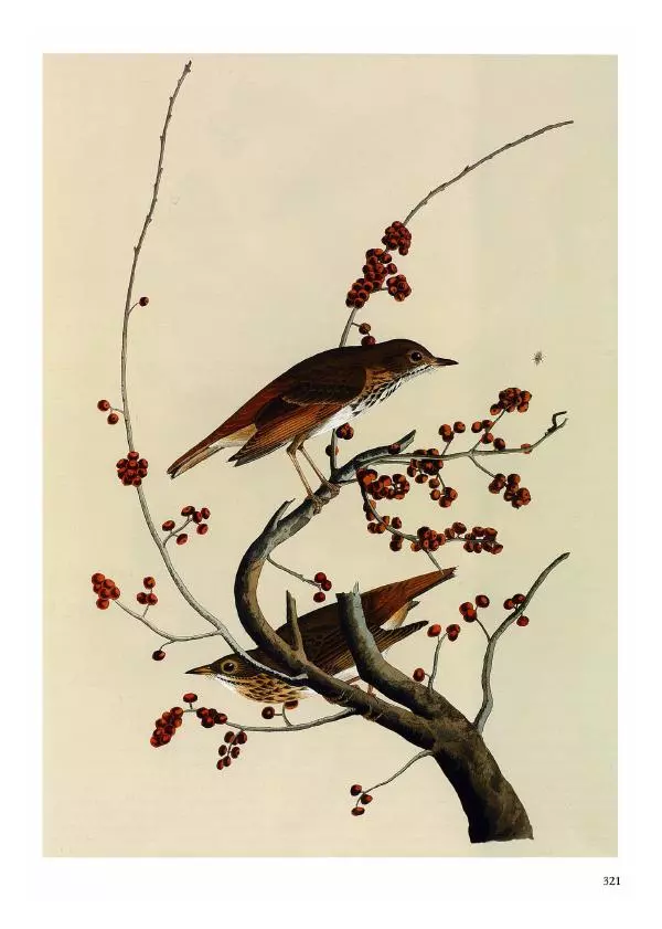 Джон Одюбон - Птицы Америки - Страница № 322