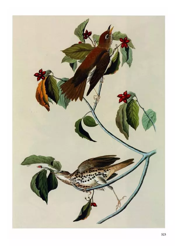 Джон Одюбон - Птицы Америки - Страница № 324
