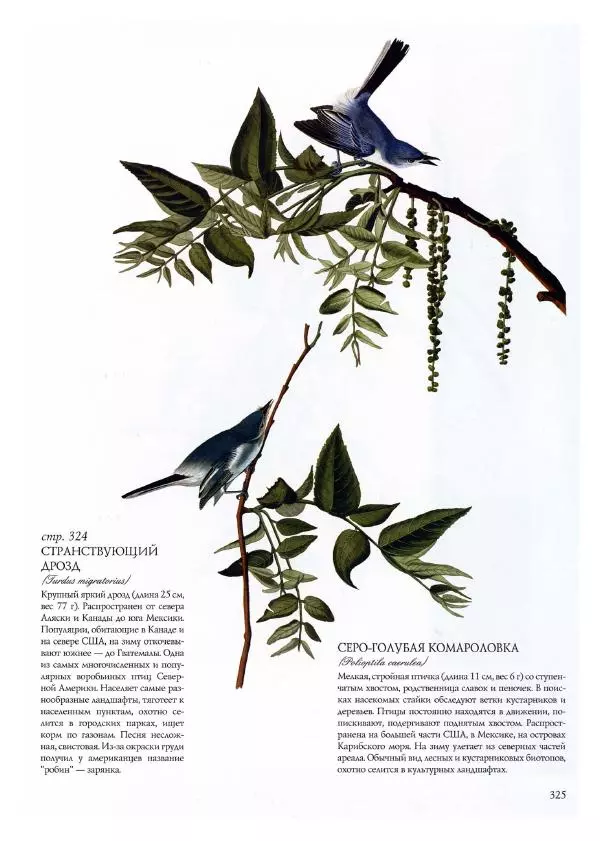 Джон Одюбон - Птицы Америки - Страница № 326